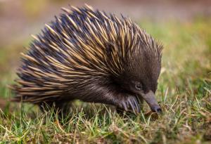 Ехидните са еволюирали от воден прародител, установиха австралийски учени