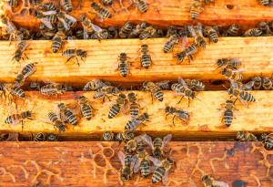 Създадоха роботизирана пчелна пита, която предпазва пчелите от гибел от студ