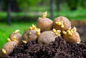 В Китай експериментално засаждат семена от картофи, които са били в космоса