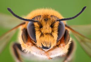 Пчелите могат да събират и изваждат