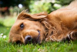 Кучетата изпитват тревожност и вероятно страдат и от други емоционални разстройства