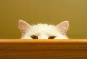 Котката ви знае къде сте дори когато не ви вижда