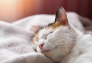 Учени: Лягате си късно и ставате трудно сутрин? Значи сте по-интелигентни!