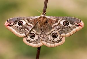 Пеперудите и молците имат общи фрагменти от ДНК