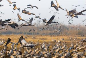 Близо половината от мигриращите видове по света намаляват