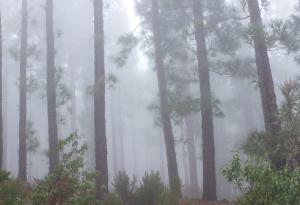 Горите помагат за образуването на облаци и заедно те охлаждат Земята