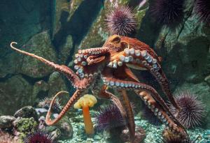 Какво си мислят октоподите? Учени най-накрая видяха мистериозните им мозъчни вълни