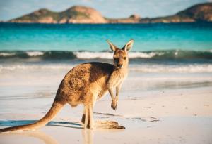 Кенгуратата са левичари