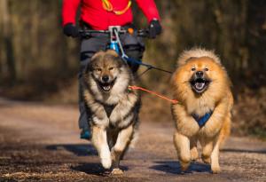 Тичане и каране на колело с вашето куче
