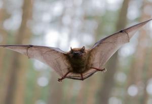 Откриха доказателство за естествения произход на SARS-CoV-2