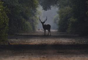 Какво биха казали животните на хората, ако можеха да говорят