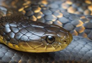 Австралийски тигрови змии еволюират бързо, за да поглъщат по-едра плячка