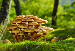 Милиони видове растения и гъби са застрашени от изчезване, предупреждават ботаници