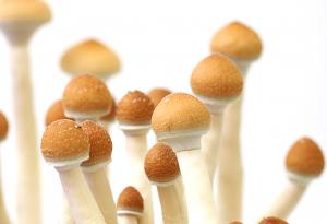 Халюциногенните гъби борят упоритата депресия