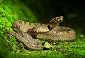 Има и здравословна агресия