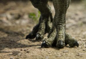 Експерти смятат, че са открили стъпки на динозавър на 200 млн. години