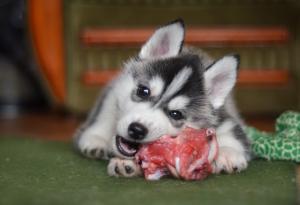 Кученца, хранени със сурово месо, имат по-рядко чревни проблеми като възрастни