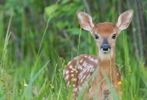 Великият имитатор