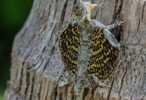 Последното останало влечуго с криле