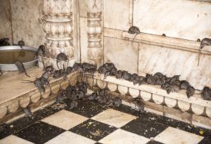 Масовото убийство на плъхове от 1902-ра: Провалът на идеята и зловещите паралели с COVID-19