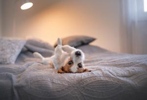 По-добри ли са кучетата от хората?