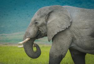 Климатичните промени и животните