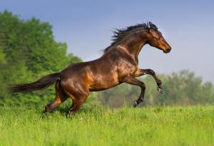 Колко конски сили има един кон?