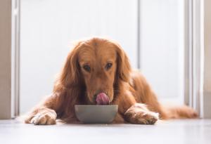 Мислите, че вашето куче ще сподели храната си с вас? Грешите