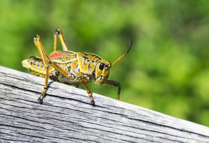 Притча за щуреца и хвърлените монети