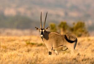 Най-високата телесна температура