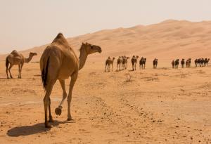 Нямате представа откъде всъщност идват камилите