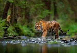 Близостта с хората допринася за оцеляването на слоновете и тигрите