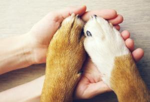 Ако кучето сложи лапа върху вас, най-вероятно ви казва: „Обичам те!“