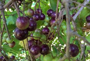 Необичайно червено вино подмладява кожата