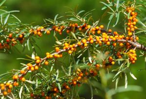 Учени твърдят, че са открили нова суперхрана - богат източник на антиоксиданти 