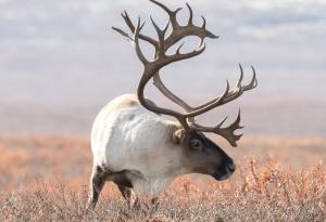 Опазването на биоразнообразието все повече разчита на коренното население