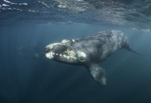 Застрашен вид кит е изгубил два процента от популацията си през миналата година