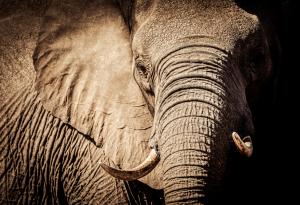 Тарга, най-старият слон в Германия, почина на 67-годишна възраст