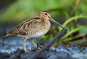 Един от всеки 5 вида птици в Европа е застрашен от изчезване
