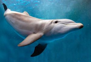 Делфините разпознават свой приятел и след 20-годишна раздяла
