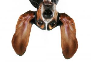 Кои са най-дългите кучешки уши