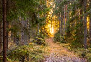 Популацията на насекоми във Финландия се променя заради глобалното затопляне