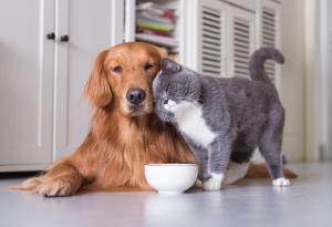 Могат ли домашните любимци да пренасят COVID-19?