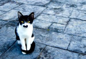 Ето защо някои котки имат хитлерови мустачки