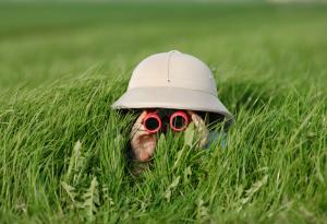 Момче попада случайно на непознат животински вид