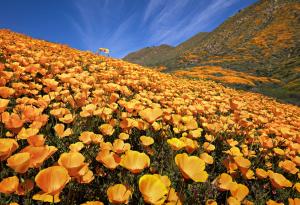 Пустинята разцъфна и NASA засне невероятната гледка от Космоса