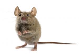 Мишките се доят?