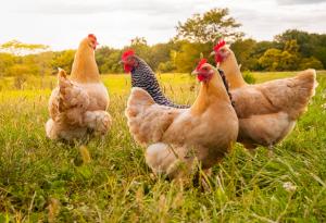10 интересни факта за кокошките