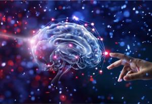 Мозъчни органоиди ще бъдат изследвани в космоса 