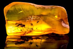 Откриха за пръв път в Южна Африка доисторически насекоми, запазени в кехлибар